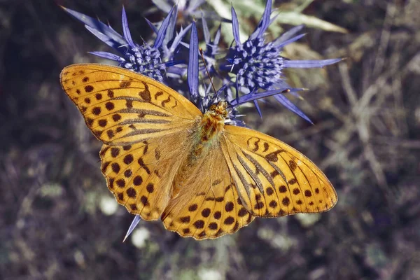 Мужской Экземпляр Серебристой Бабочки Argynnis Paphia Nymphalidae Покоится Итальянском Растении — стоковое фото