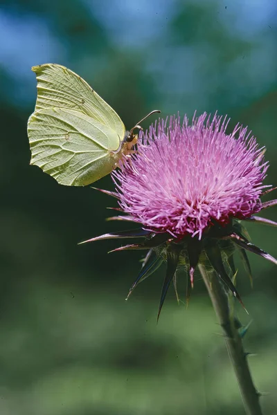 Běžný Sírový Motýlí Krmiv Nektaru Mléčného Bodlákového Květu — Stock fotografie