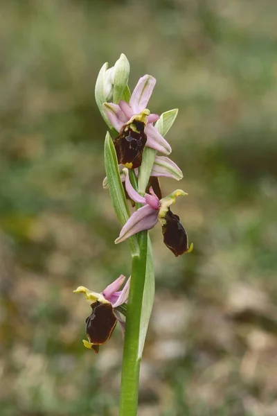 Bertolonis Bee Orchid Full Floom Ophrys Bertolonii Orchidaceae — 스톡 사진
