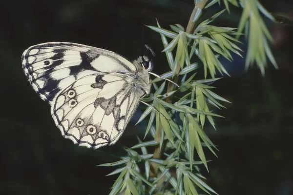 Ανδρικό Δείγμα Μαρμαροειδούς Λευκής Πεταλούδας Κάτω Μέρος Melanargia Galathea Νυμφαλίδες — Φωτογραφία Αρχείου