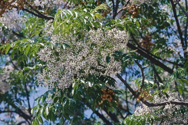 Chinaberry Tree Bloom Flowers Leaves Old Fruits — Stockfoto