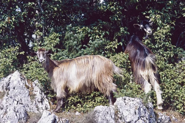 Las Cabras Domésticas Pastan Una Zona Boscosa Montaña — Foto de Stock