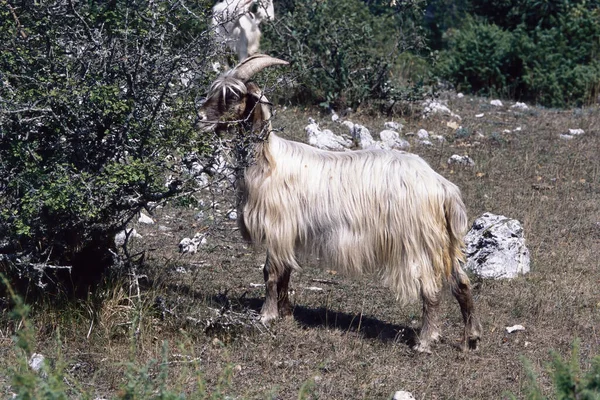 Cabra Doméstica Pastando Una Zona Arbolada Montañosa — Foto de Stock