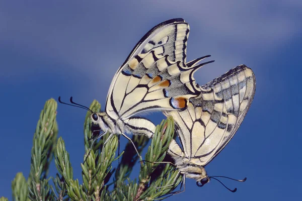 Couple Old World Swallowtail Butterflies Mating Papilio Machaon Papilionidae — Foto Stock