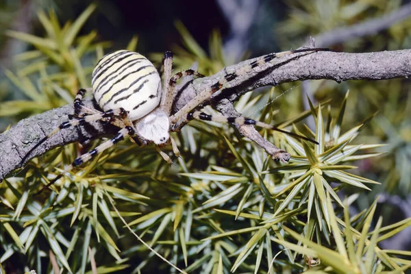 Wasp Spider Branch Argiope Bruennichi Araneidae — Stock Photo, Image