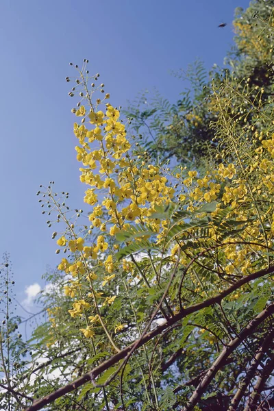 Mysore Thorn Full Blooming Caesalpinia Decapetala Fabaceae — Stok fotoğraf