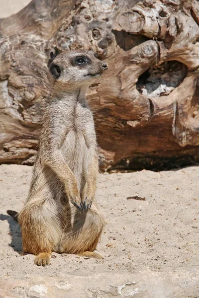 Σουρωτικά Meerkat Suricata Suricatta Herpestidae — Φωτογραφία Αρχείου