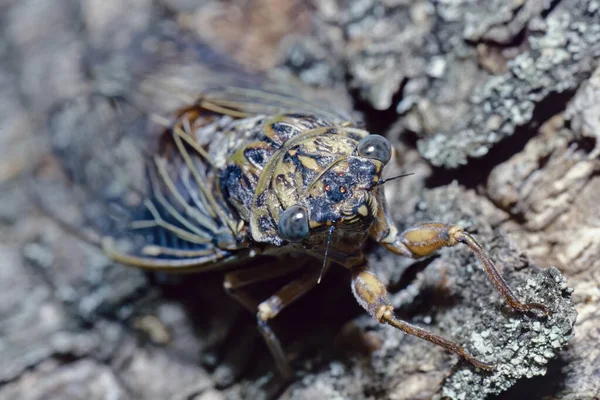 Kabóca Cicada Orni Cicadidae Fejének Részletes Leírása — Stock Fotó