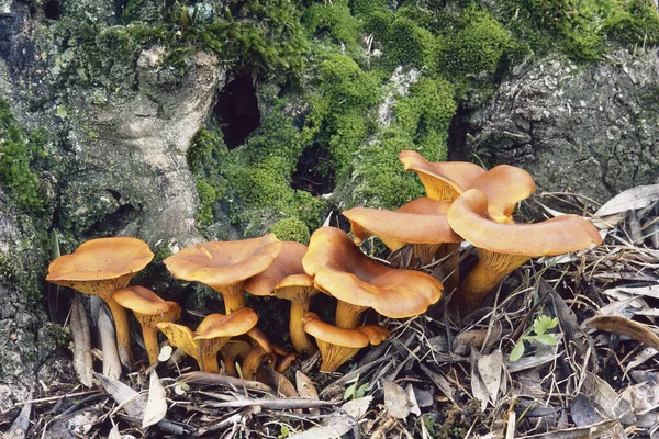 Egy Öreg Olajfa Omphalotus Olearius Marasmiaceae Tövében Termesztett Jack Lámpás — Stock Fotó