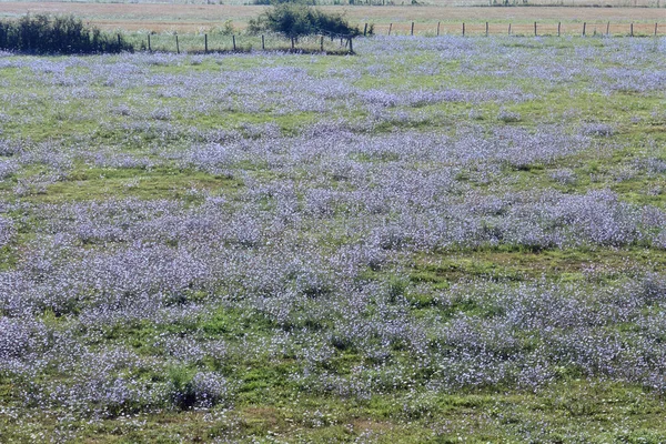 Terres Non Cultivées Couvertes Plantes Fleurs Lilas — Photo