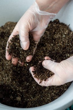 Avuç içlerindeki fideler için verimli turba ve vermikülit karışımı.
