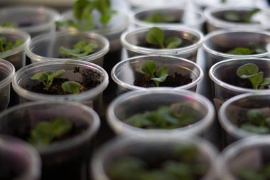 Plastik bardaklardaki petunya çiçeği tohumları sırada duruyor, bitkilerden birine odaklanıyor.