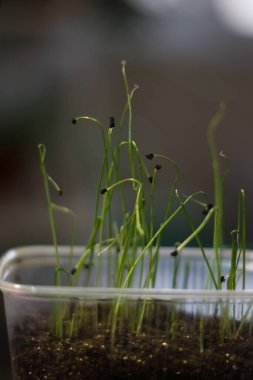 Plastik bir kabın içinde pırasa tohumları