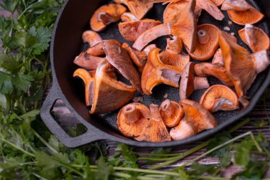 Lactarius Deliciosus - en çok aranan yenilebilir mantarlar..