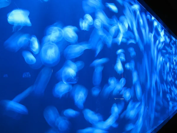 Acuario con medusas — Foto de Stock
