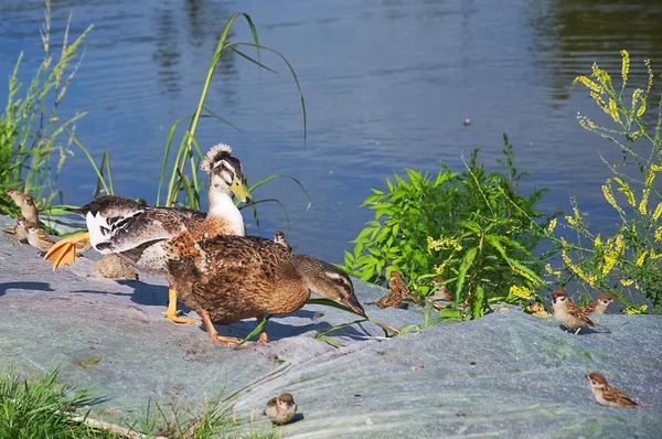 Run-up, tekme, gol!!!