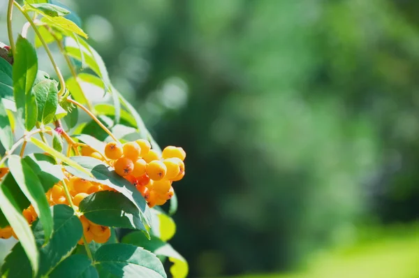 Solar berries — Stock Photo, Image