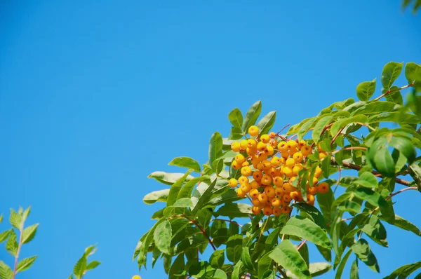 Bitter berries — Stock Photo, Image