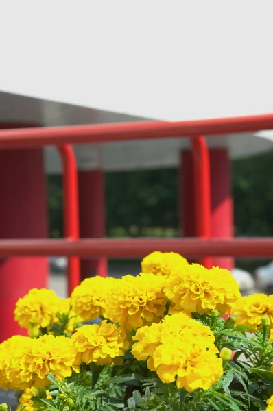 Flores amarelas e corrimão vermelho — Fotografia de Stock