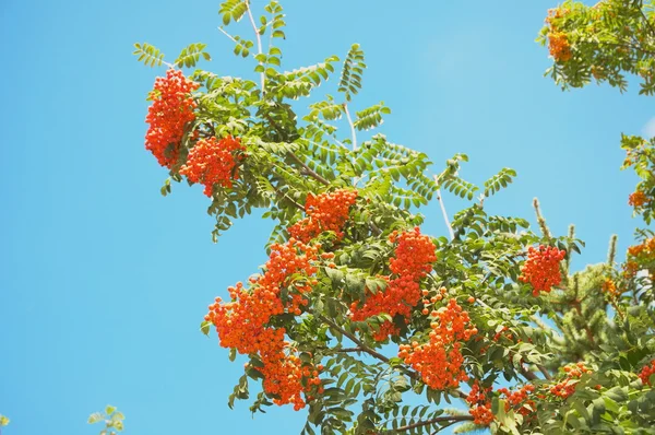 Branch of rowan — Stock Photo, Image