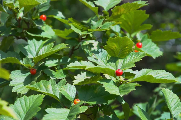 Very few berries — Stock Photo, Image