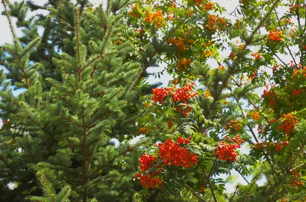 Vermelho, laranja, verde — Fotografia de Stock