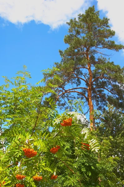 Low rowan — Stock Photo, Image