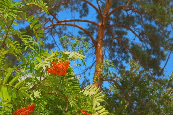 Different trees — Stock Photo, Image