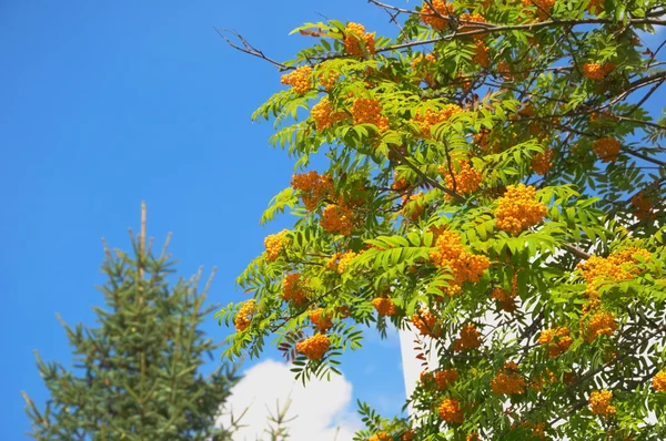 Rowan, sky, fir tree — Stock Photo, Image