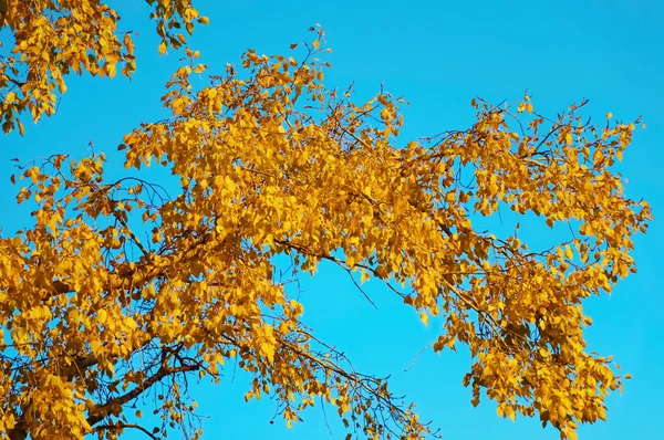 Poplar in the light of the sunset — Stock Photo, Image