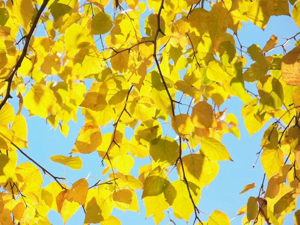 노랑 자작나무 아래 — 스톡 사진