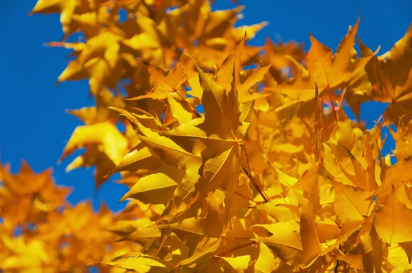 Herfst vlam — Stockfoto