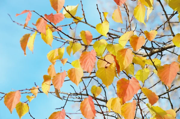 Bladeren zachte kleuren — Stockfoto