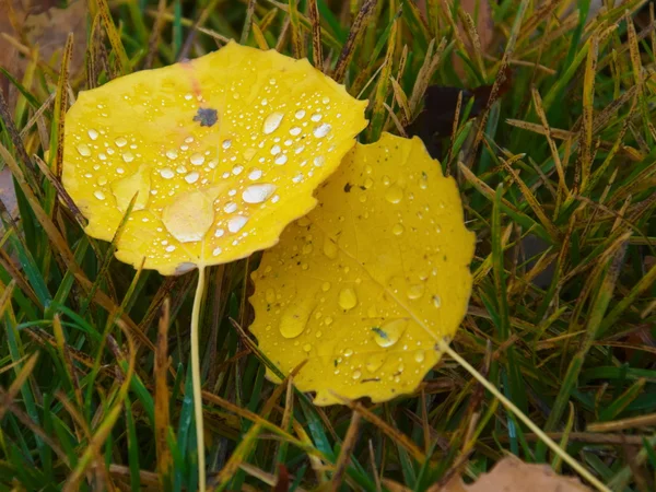 Autumn drops on leaves — Stock Photo, Image