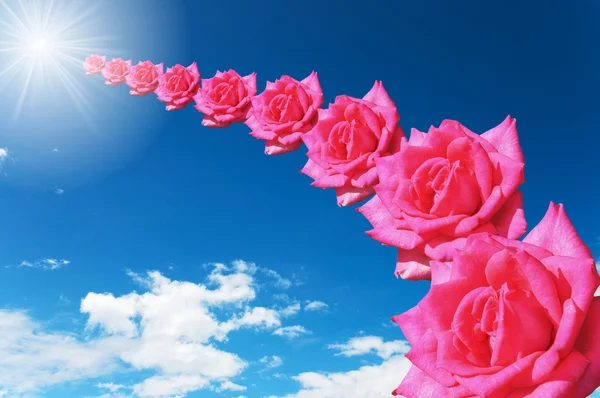 Rose rosse in cielo — Foto Stock