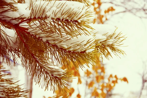 Fir tree and oak leaves — Stock Photo, Image