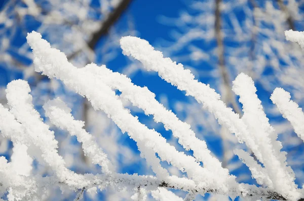 Sugary branch — Stock Photo, Image