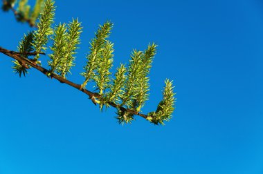 yeşil tomurcukları