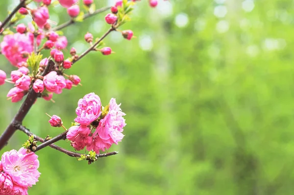 İlk sakura çiçekler