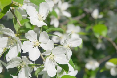 çok beyaz çiçekler