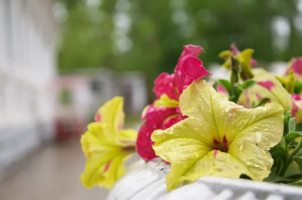 Gotas na flor — Fotografia de Stock