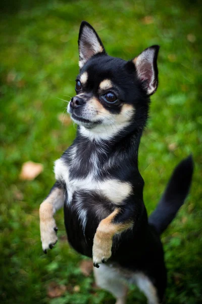 Chihuahua i parken — Stockfoto