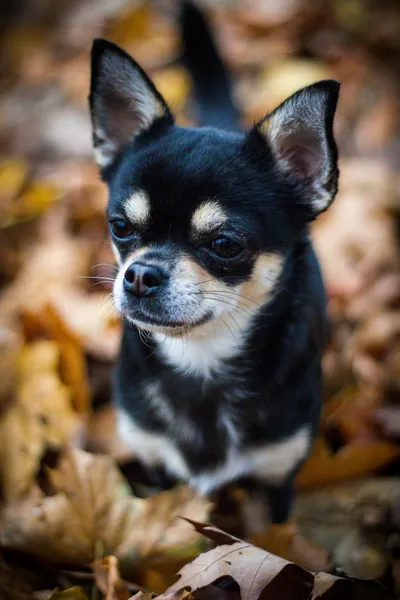 Chihuahua dans la forêt — Photo