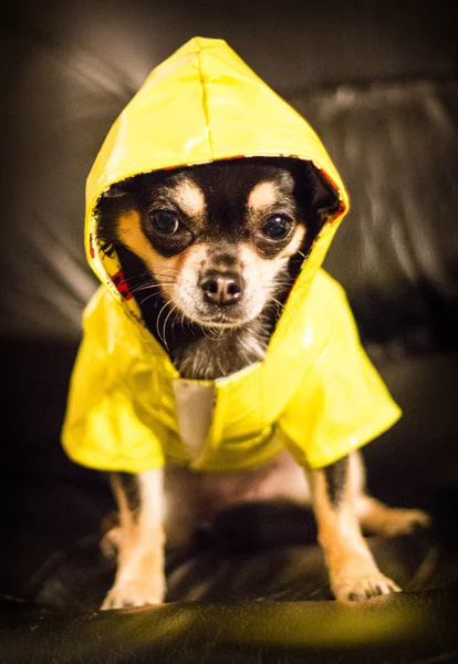 Chihuahua usando uma capa de chuva Fotografia De Stock