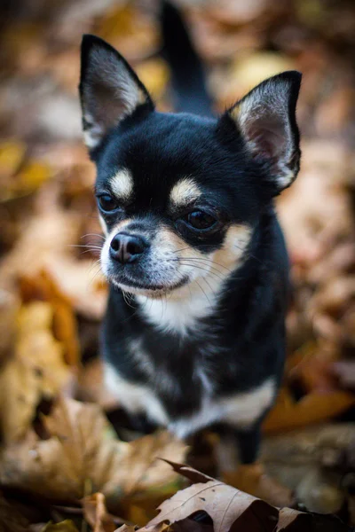 Chihuahua en el bosque Imágenes De Stock Sin Royalties Gratis