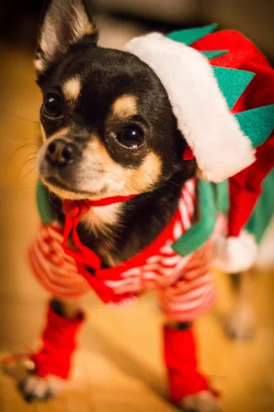 Chihuahua elf — Zdjęcie stockowe