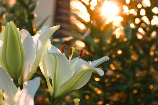 Lírios Brancos Jardim Nos Raios Sol Poente Uma Noite Verão — Fotografia de Stock