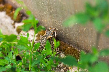 Bahçedeki yosunlarla kaplı bir taşın üzerindeki kahverengi kurbağa..