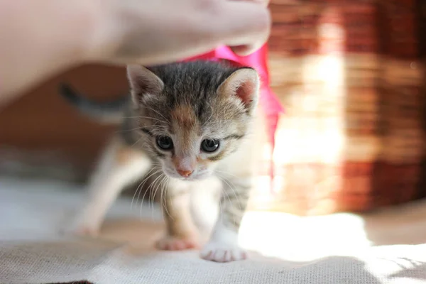 Cute Fluffy Kitten Pink Bow Pet Care — Stock Photo, Image