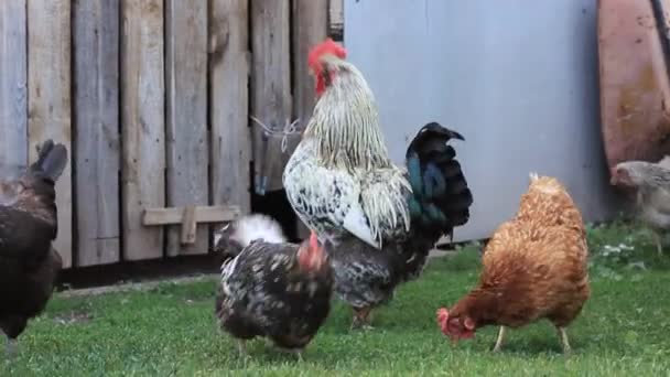 Een bonte grote haan staat in de tuin met kippen en loopt op groen gras, fokpluimvee — Stockvideo